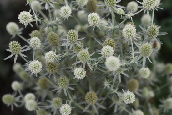 Plakanā zilpodze 'White Glitter' (Eryngium planum), 5 sēklas